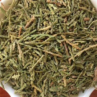 侧柏叶能生发吗 它的神奇功效你知多少