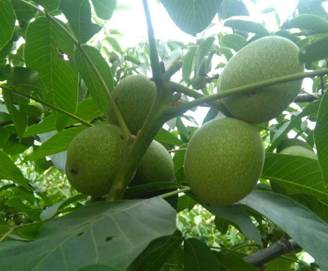 核桃青皮能吃吗 一分钟带你认识核桃青皮