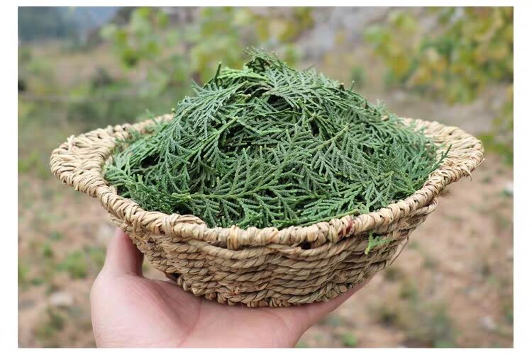 侧柏叶的功效与作用 盘点侧柏叶5个功效