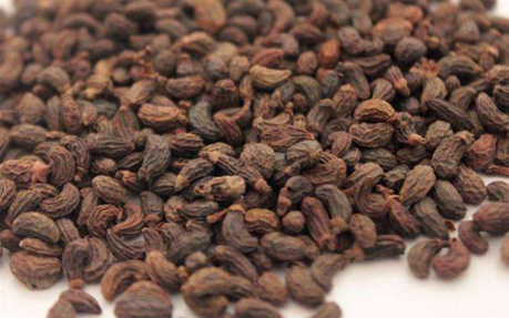 女贞子能治疗脱发吗 如何用它更好治疗脱发问题