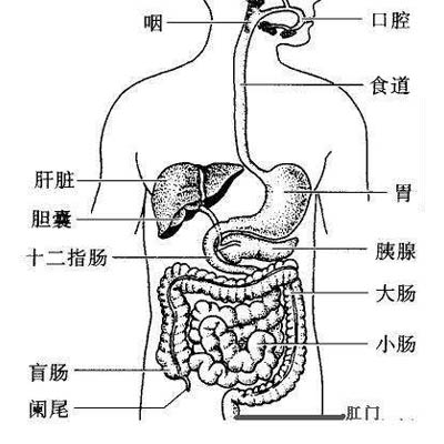人体哪些器官最怕冷 盘点最怕冷的六大器官