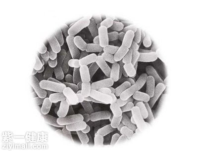 益生菌可以长期吃吗 你不得不了解的益生菌