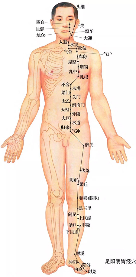 胃经在哪里 足阳明胃经穴位图大全