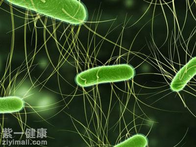 大肠杆菌是什么 了解大肠杆菌的三大特点