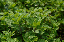 留兰香的功效与作用有哪些 揭晓三大功效与食用方法