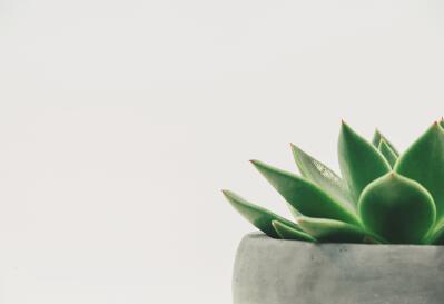 长期服用芦荟胶囊有什么好处 揭秘芦荟胶囊的药用价值和保健效果