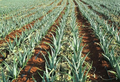 芦荟可以吃吗 这几种芦荟品种是可以吃的