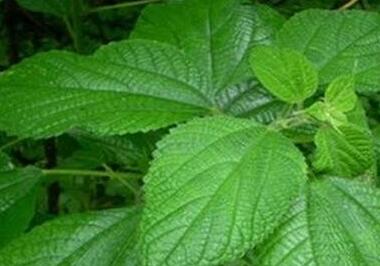 树麻叶子功效与作用 详解三大功效作用