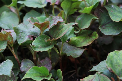 治痔疮最有效的偏方有哪些 4个民间偏方告别痔疮