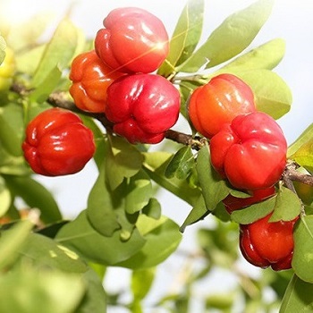 针叶樱桃粉的作用与功效 长期服用有4大好处