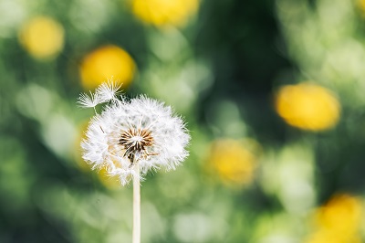 喝蒲公英1个月幽门转阴了 蒲公英泡茶有哪些功效